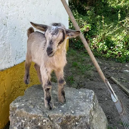 Casinha De Ferias No Campo - Quintinha Dos Cavalos - Arruda Dos Vinhos * Sabugos
