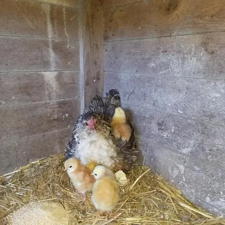 Casinha De Ferias No Campo - Quintinha Dos Cavalos - Arruda Dos Vinhos * Sabugos