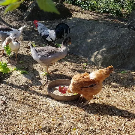 度假居 Casinha De Ferias No Campo - Quintinha Dos Cavalos - Arruda Dos Vinhos *