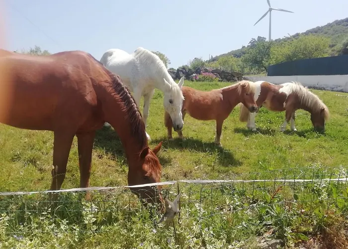 Casinha De Ferias No Campo - Quintinha Dos Cavalos - Arruda Dos Vinhos Sabugos