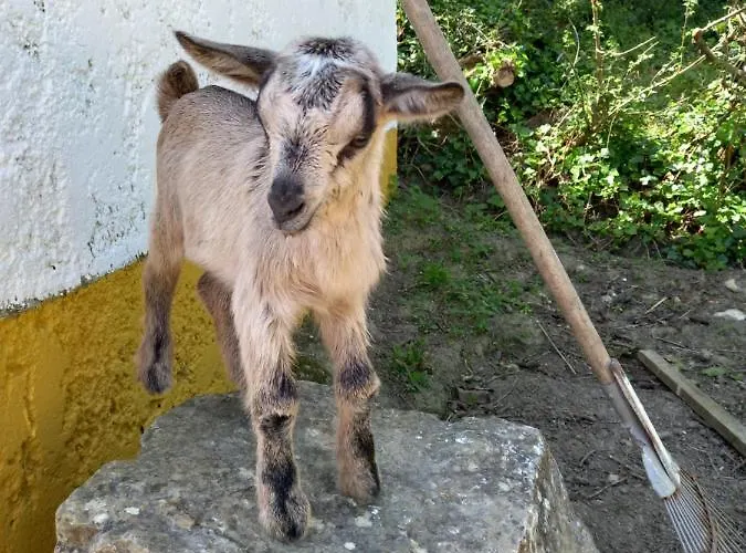 Casinha De Ferias No Campo - Quintinha Dos Cavalos - Arruda Dos Vinhos * Sabugos